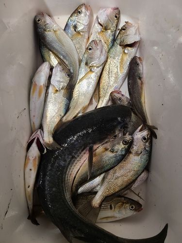 イシモチの釣果