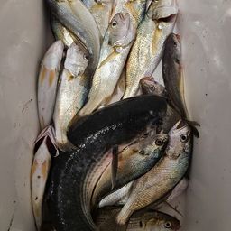 イシモチ