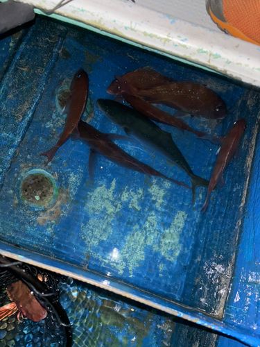 タイの釣果