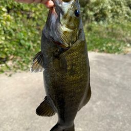 スモールマウスバス