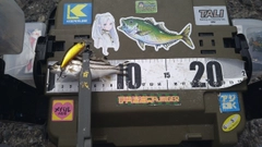 コトヒキの釣果