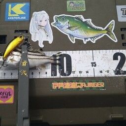 コトヒキ