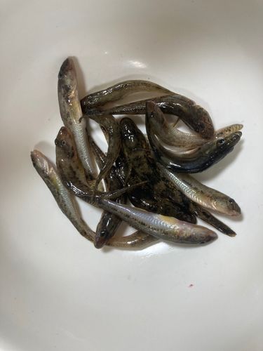 ハゼの釣果