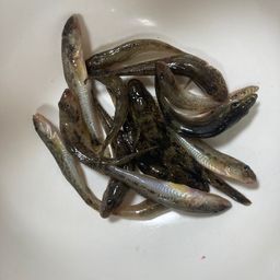 ハゼ