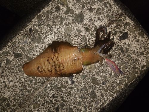 釣果