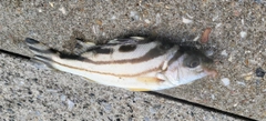 コトヒキの釣果