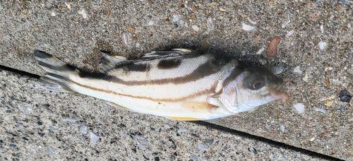 コトヒキの釣果