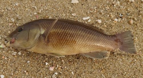 カンダイの釣果