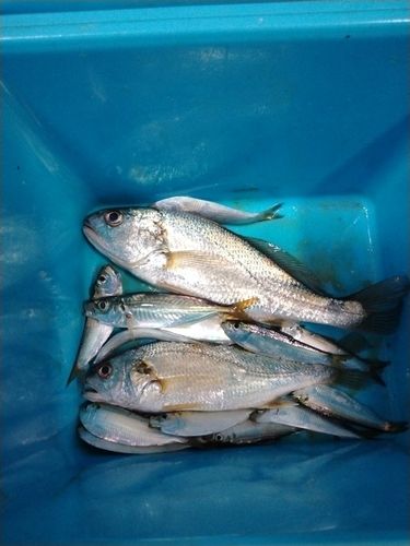 イシモチの釣果