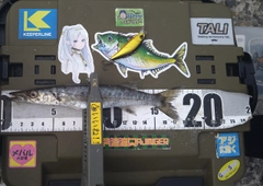 オニカマスの釣果