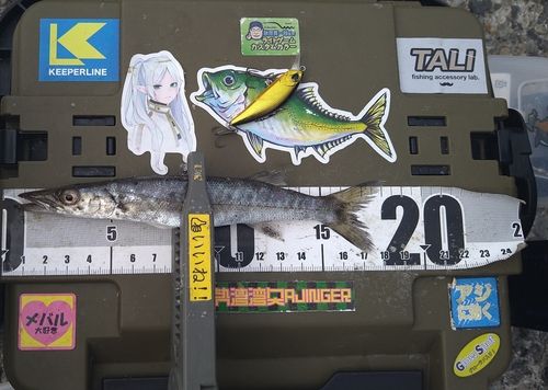 オニカマスの釣果