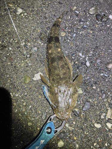 マゴチの釣果