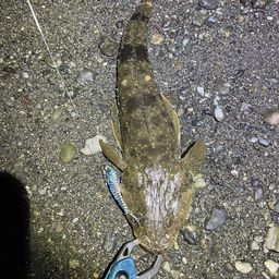 マゴチ