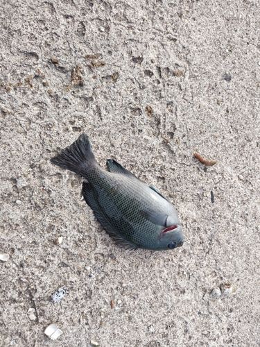 グレの釣果