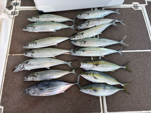 サゴシの釣果