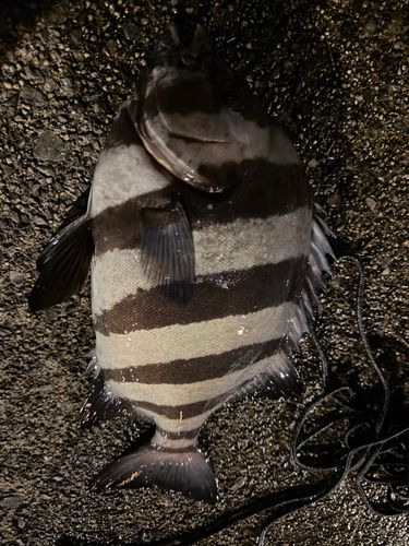イシダイの釣果