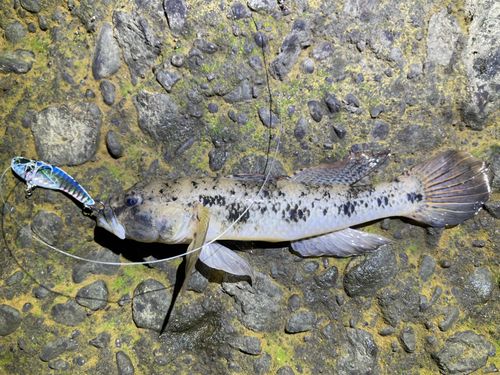 ハゼの釣果