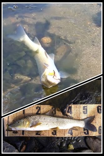 ニゴイの釣果