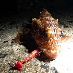 カサゴ