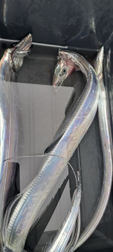 タチウオの釣果