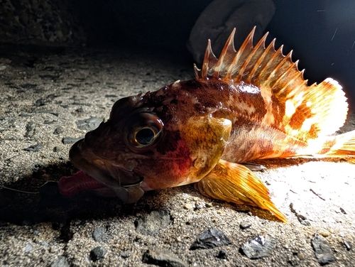 カサゴの釣果