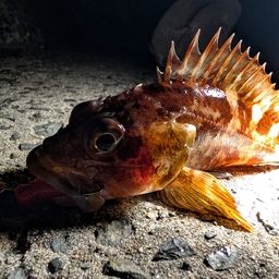 カサゴ