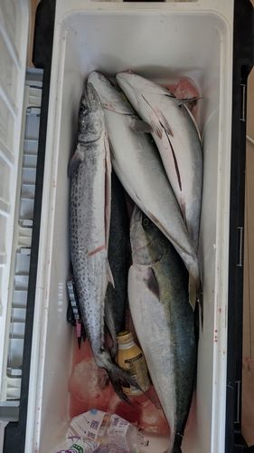サワラの釣果