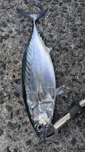 ソウダガツオの釣果
