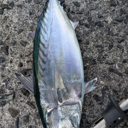 ソウダガツオ