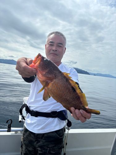 アコウの釣果