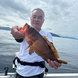 アコウ