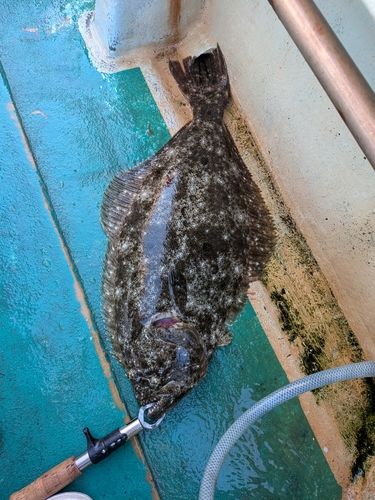 ヒラメの釣果