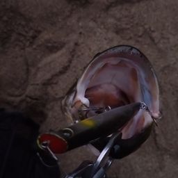 ブラックバス