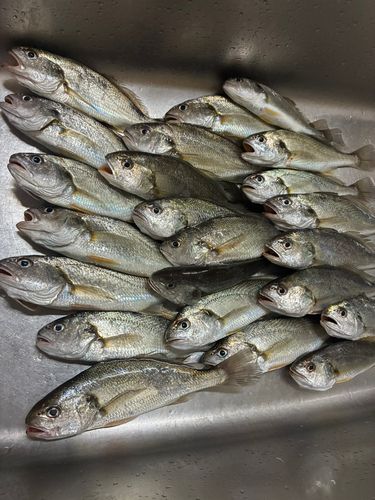 イシモチの釣果