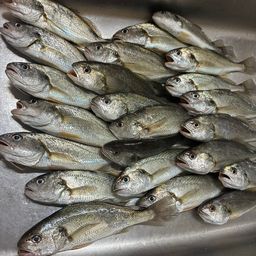 イシモチ