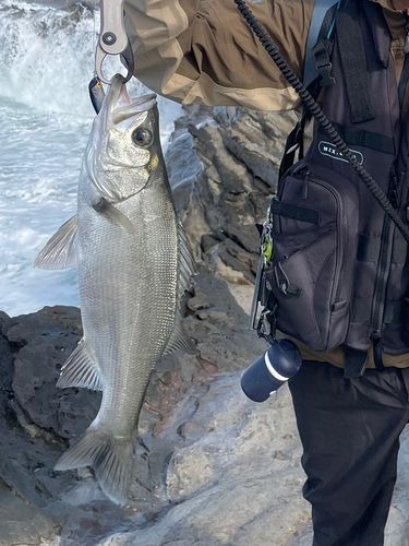 ヒラスズキの釣果