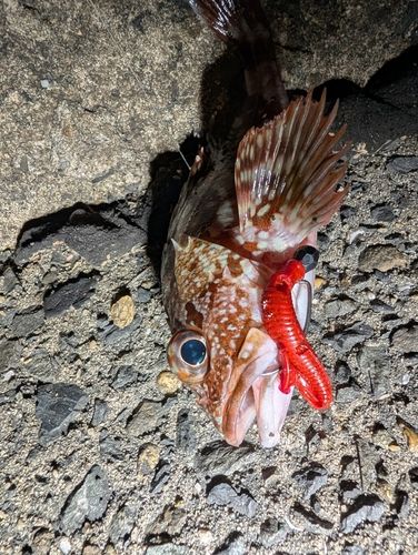 カサゴの釣果