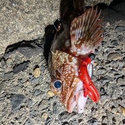 カサゴ