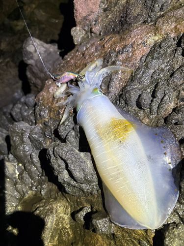アオリイカの釣果