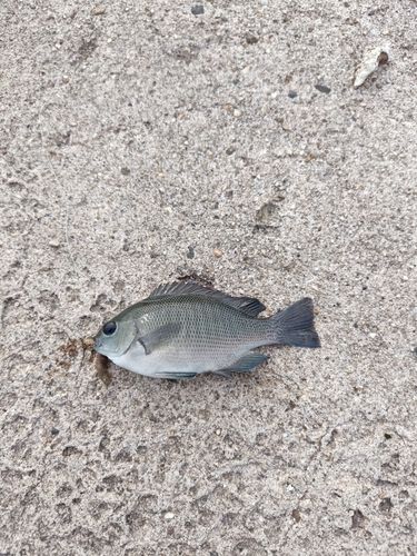 グレの釣果
