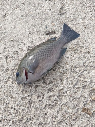 グレの釣果