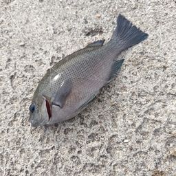 グレ