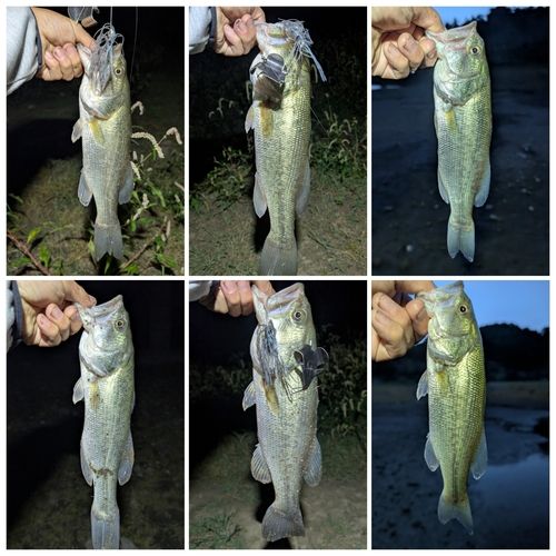 ブラックバスの釣果