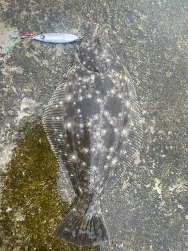 ソゲの釣果