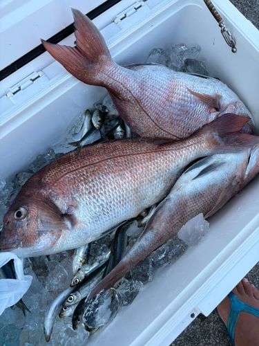 マダイの釣果