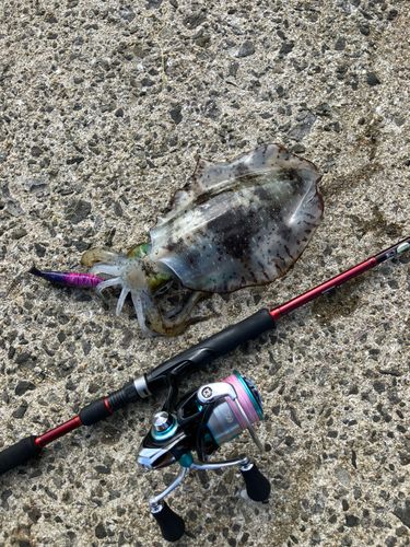 アオリイカの釣果