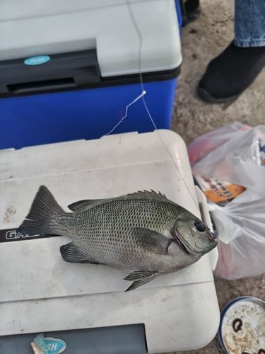 グレの釣果