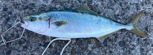 ワカシの釣果