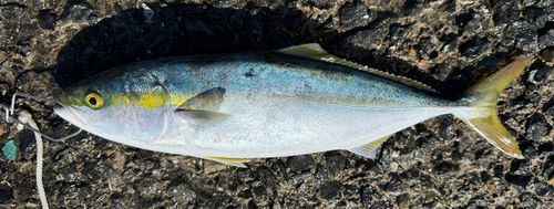 イナダの釣果