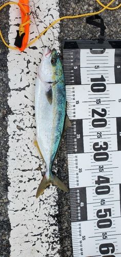ヤズの釣果